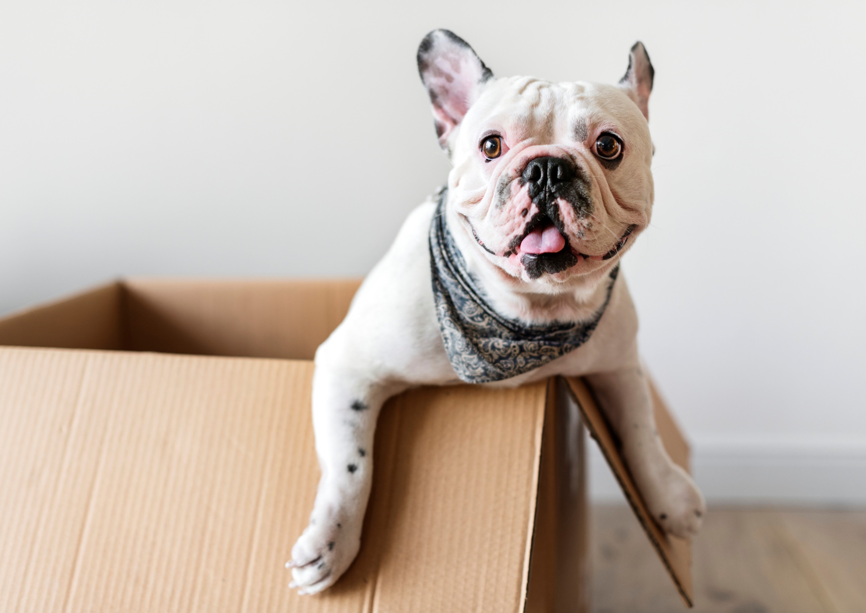 puppy in empty box